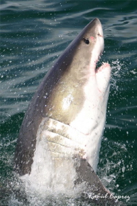 The Great White in action ! by Raoul Caprez 